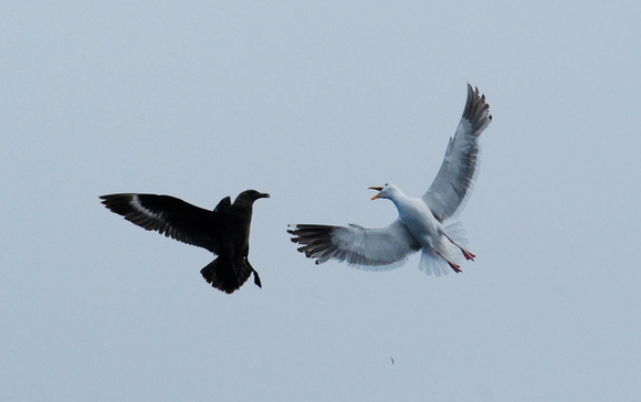 South Polar Skua and Western Gull confrontation