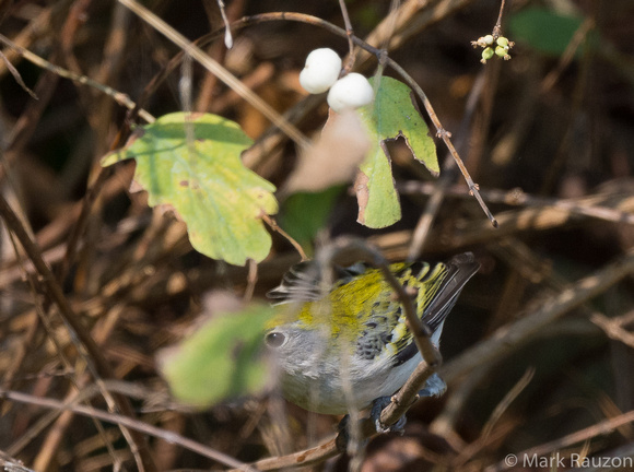 Snow berry and Chestnut-sided Warbler