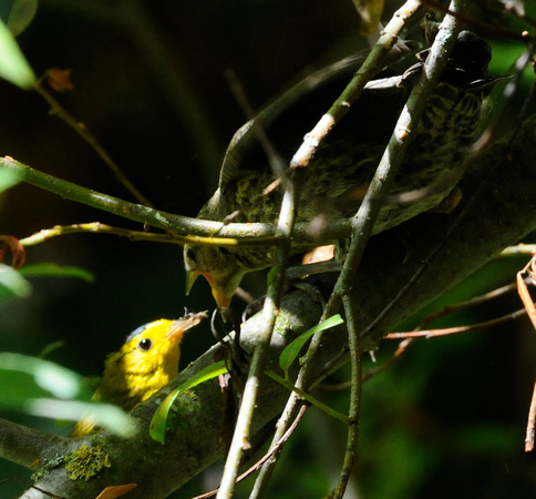 cowbird chick begging food from wilson's warbler