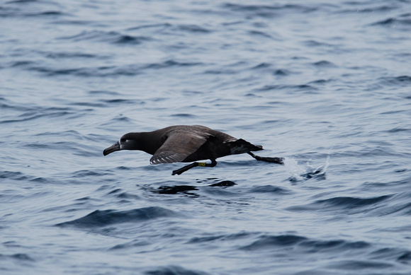 Black-footed Albatross-banded at Tern I. HI