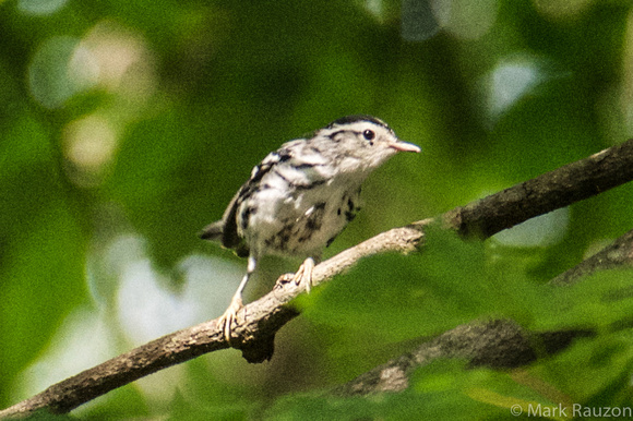 female black and white warbler