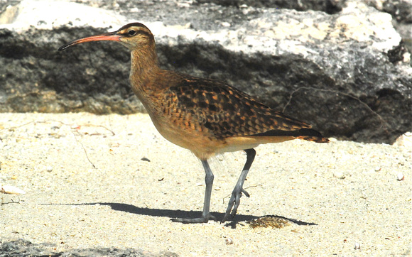 bristle-thighed curlew