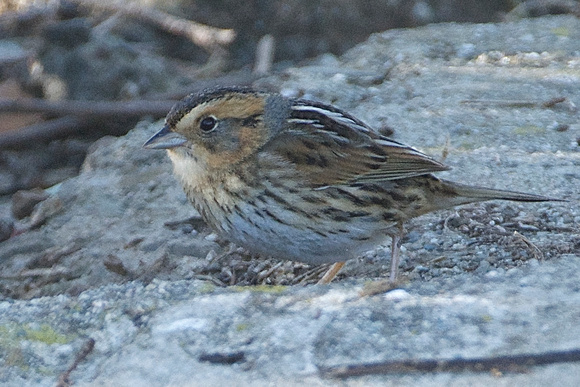 Nelson's Sparrow (Ammodramus nelsoni)