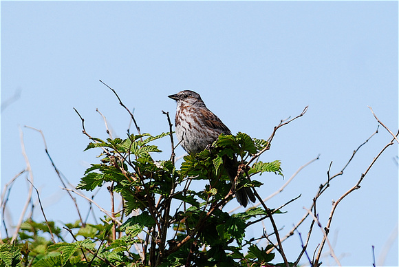 Aleutian Song Sparrow