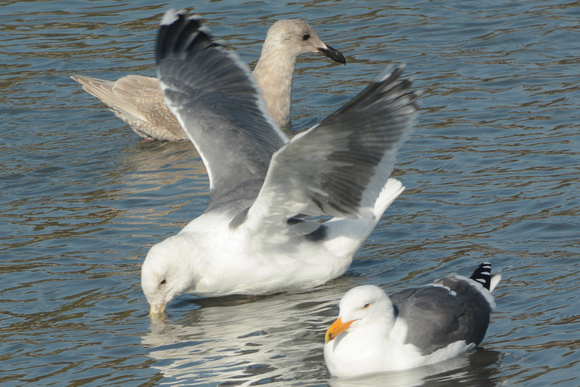 western gulls w/ various gray shades