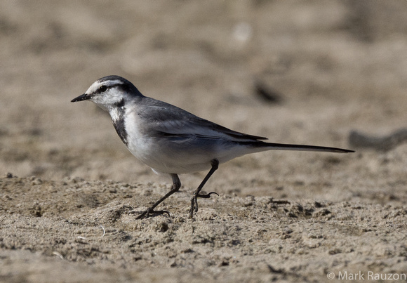 White Wagtail (Black-backed)