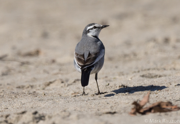 White Wagtail (Black-backed)