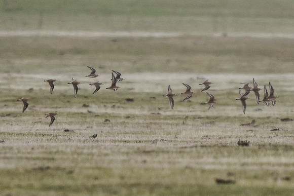 flying plovers