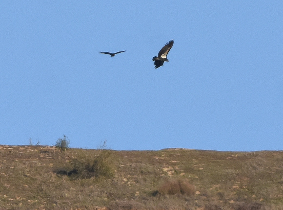 condor and vulture