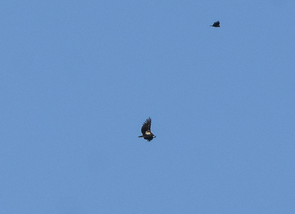 Condor and Vulture