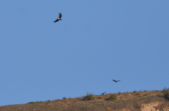 Condor and Turkey vultures