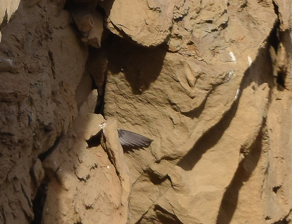 WING SHOWING AS White-throated Swift going into roost