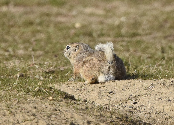 Nelson's Antelope Ground Squirrel