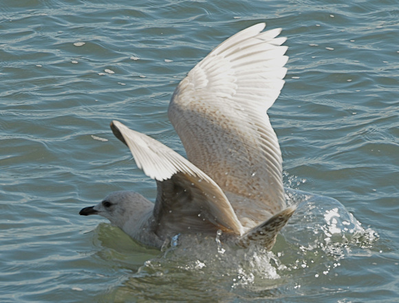 Iceland Gull (Larus glaucoides kumleini)- first cycle