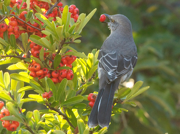 Northern Mockingbird with berry
