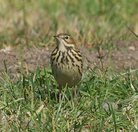 Red-throated Pipit 1
