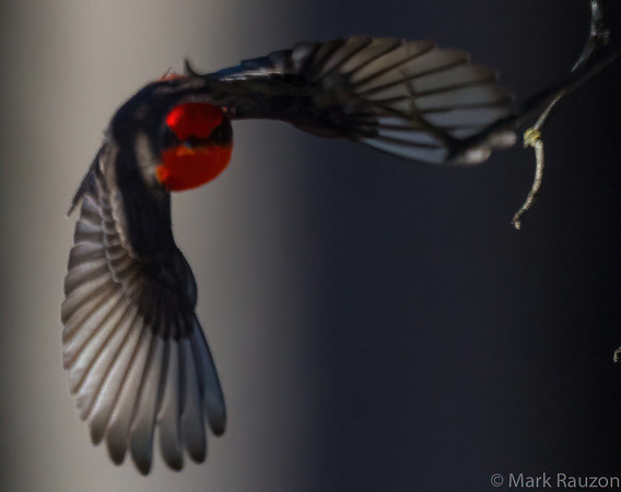Vermilion Flycatcher - male