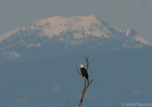 Bald Eagle w/ Mt Shasta in bkgr.