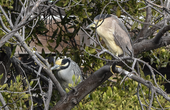 Yellow-crowned  & Black-crowned Night Herons