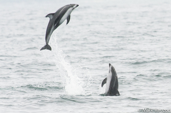 dolphins cavorting
