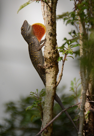 brown anole displaying