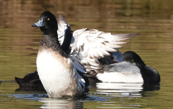 Tufted Duck - eclipse male/white underwing