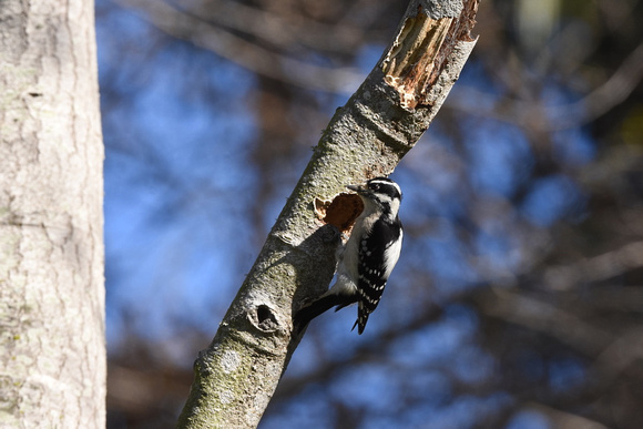Downy Woodpecker at nest hole