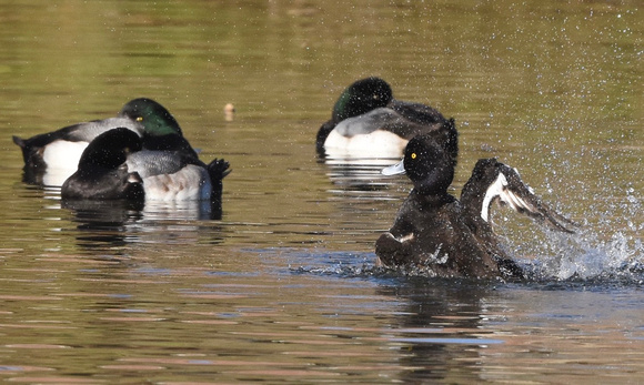 Tufted Duck-upper wing pattern