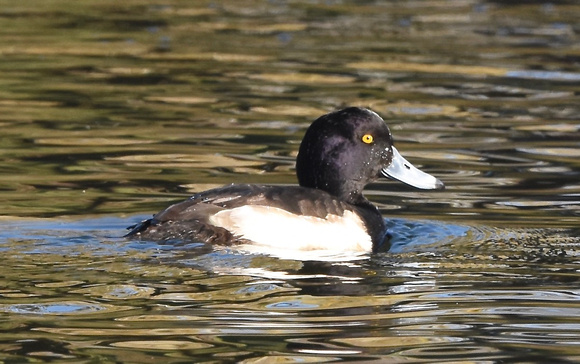 Male Tufted Duck.