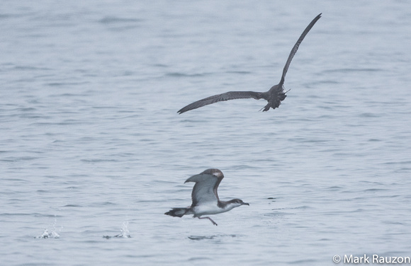 Buller's and Pink-footed Shearwaters
