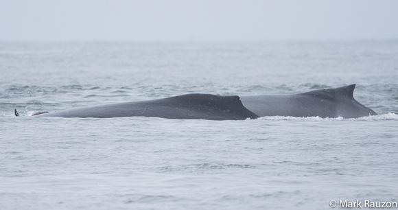 humpback whales feeding next to sea lions