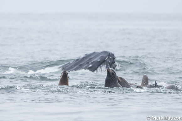 humpback feeding next to sea lions