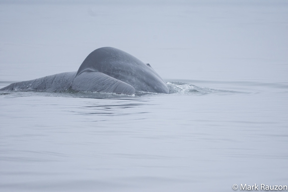 Blue whale flukes lifting up