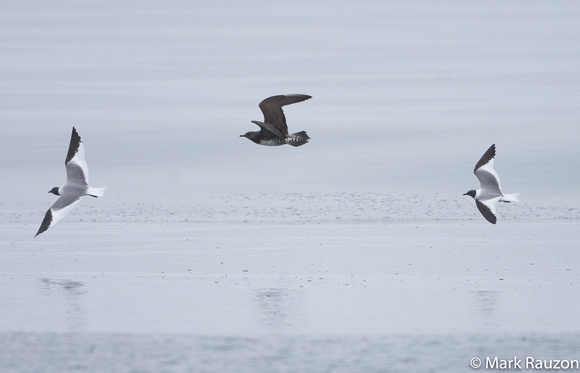 Parasitic Jaeger chasing Sabine's Gull w/ Anchovey