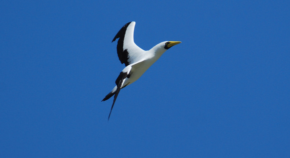 masked booby