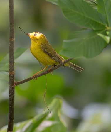 Wilson's Warbler- with nesting material Sausal Creek