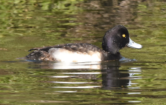 Tufted Duck- male