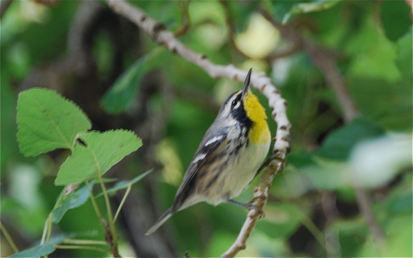 Yellow-throated Warbler (Setophaga  dominica)