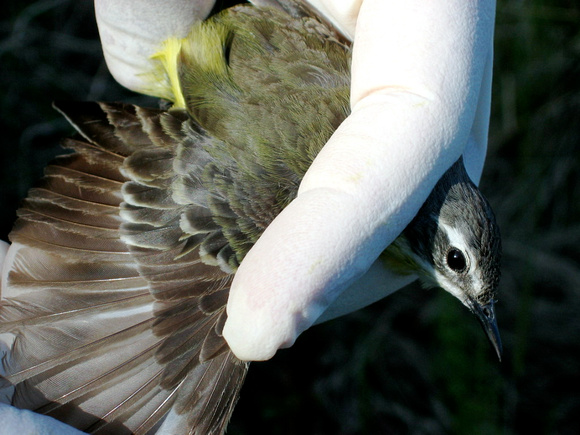 Eastern Yellow Wagtail, Avian flu study at Cape Romanzof