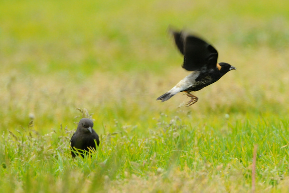 Bobolink in flight, w/ Brewer's blackbird