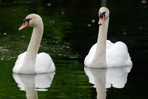 Mute Swans, Dorney Park