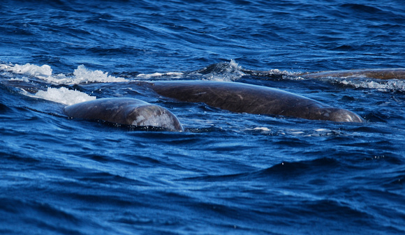 Bottle-nosed Whales