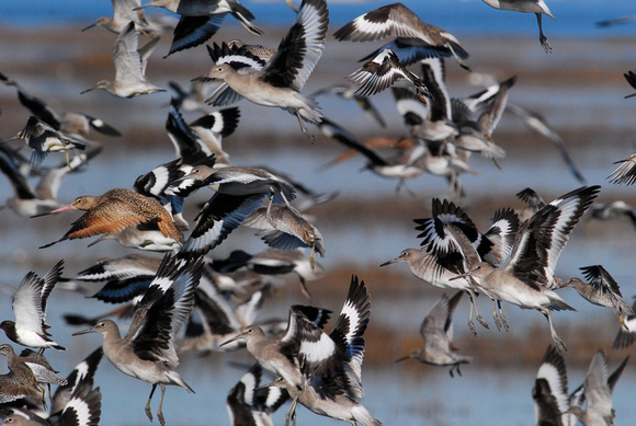 mostly willets