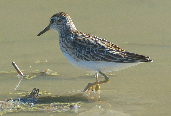 Long-toed Stint showing toes