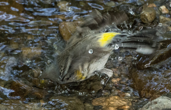 Yellow rumped warbler in sausal creek
