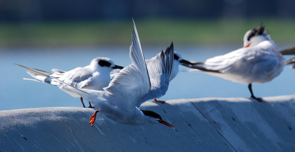 Common Tern, with Forster's and Elegant Terns