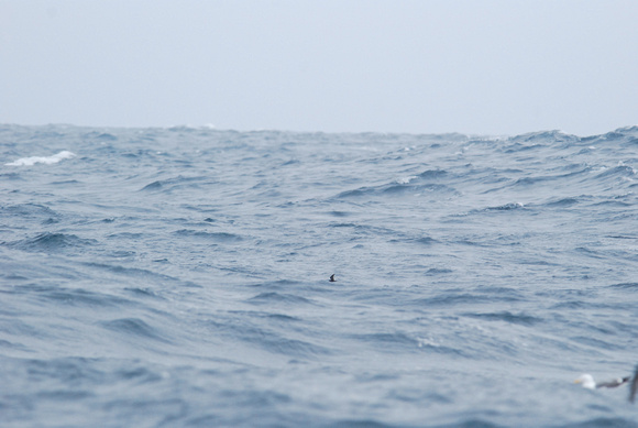 Big seas, small bird- ashy storm-petrel