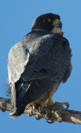Peregrine Falcon hunting
