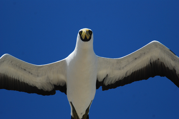 masked booby-male
