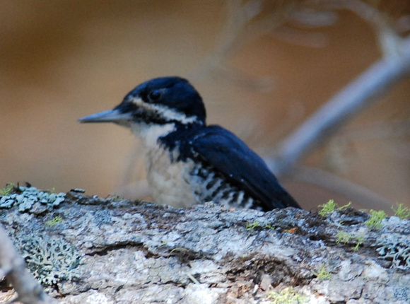 black-backed woodpecker-female